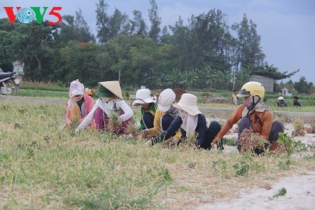 Onion and garlic farming on Ly Son Island  - ảnh 2